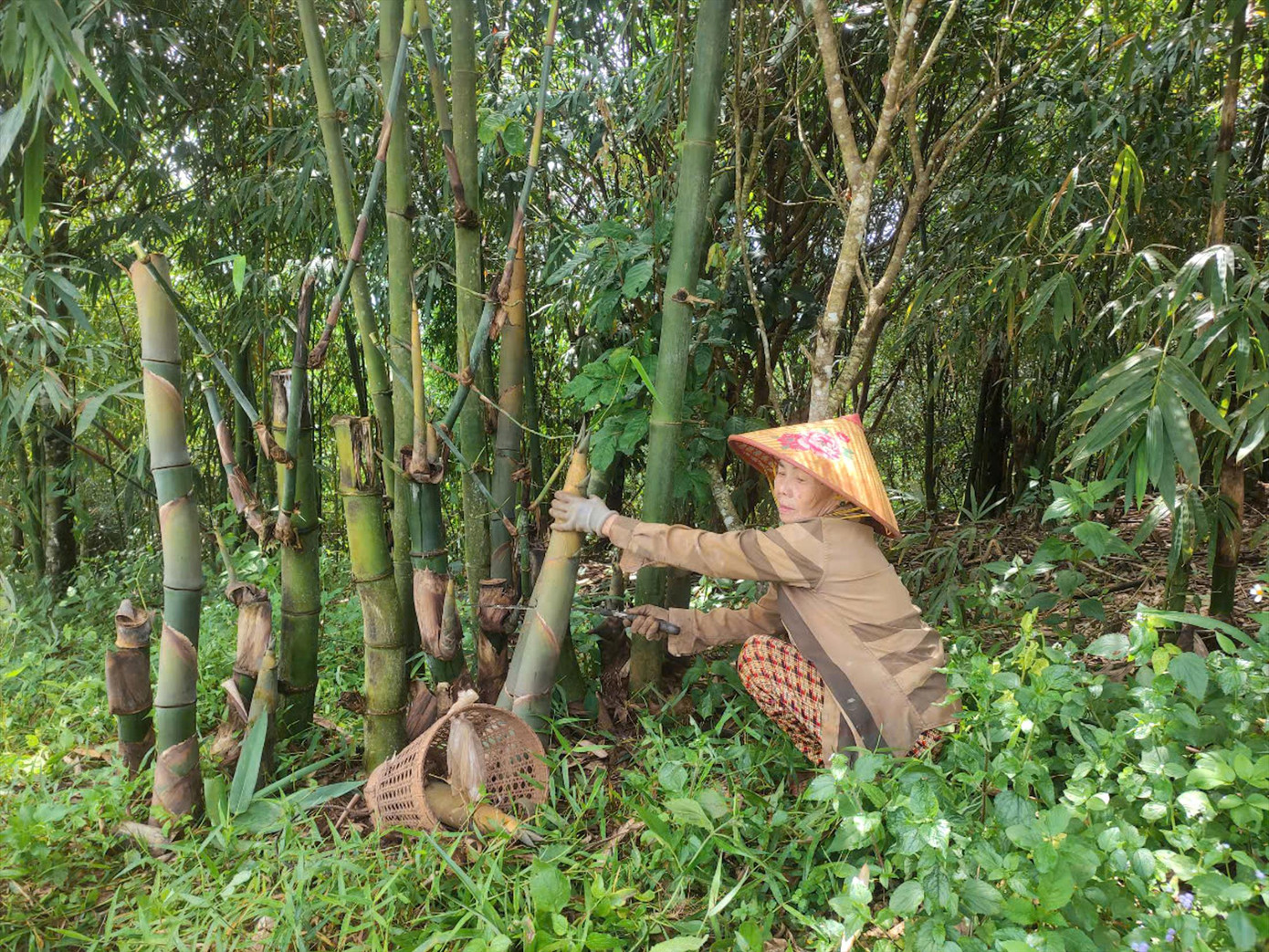 Bà Sang chia sẻ về quá trình phát triển tre bốn mùa. Bà Sang chia sẻ về quá trình phát triển tre bốn mùa.