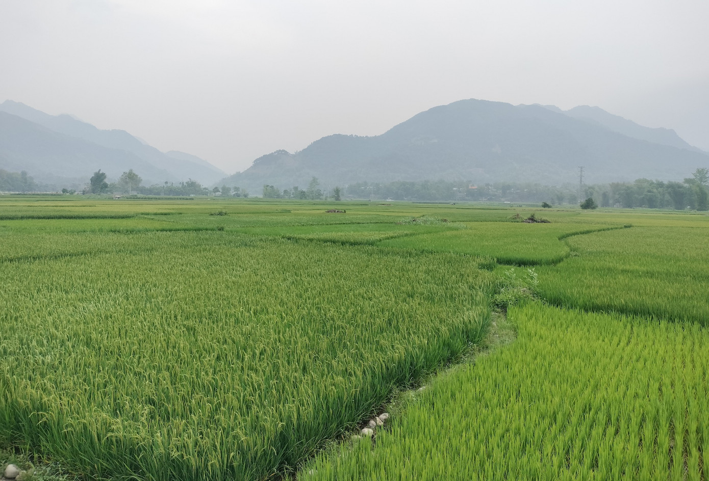 Cánh đồng lúa đang độ lên đòng nhưng thiếu nước trầm trọng. Cánh đồng lúa đang độ lên đòng nhưng thiếu nước trầm trọng.