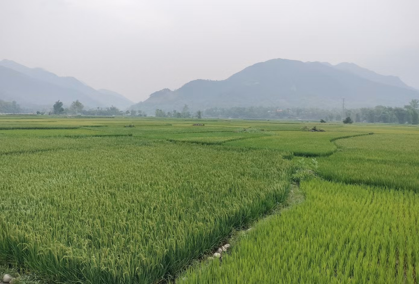 Cánh đồng lúa đang độ lên đòng nhưng thiếu nước trầm trọng.