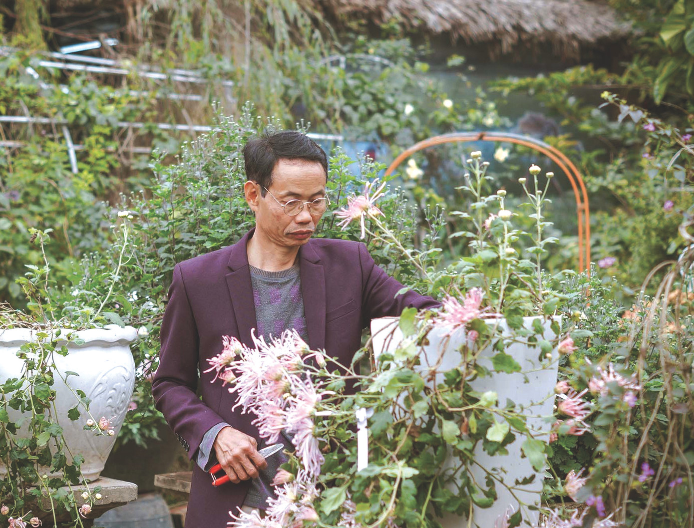 Ông Đào Mạnh Hùng tạo dáng một gốc Hồng Tú Kiều