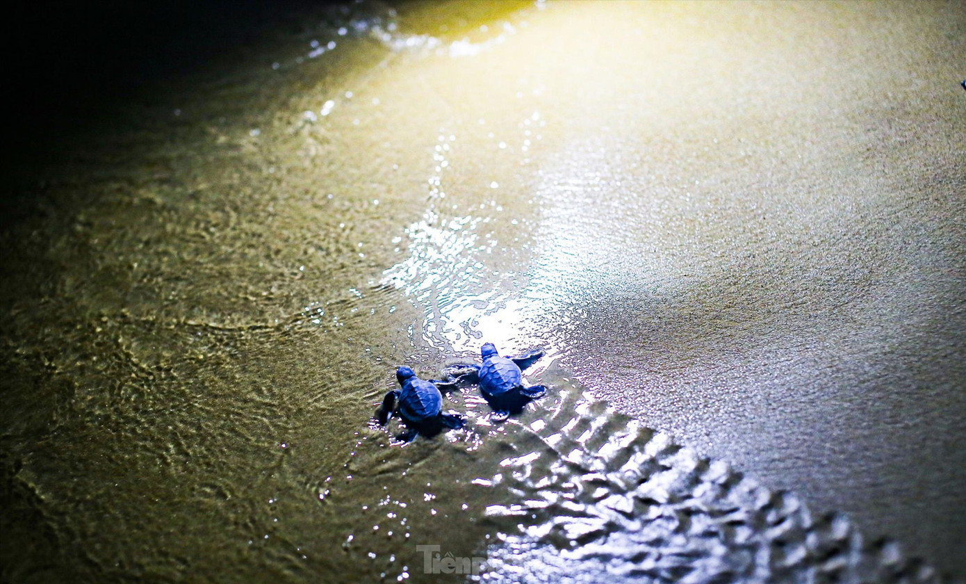 Những chú rùa con bò ra biển. Ảnh: Trương Định Những chú rùa con bò ra biển. Ảnh: Trương Định