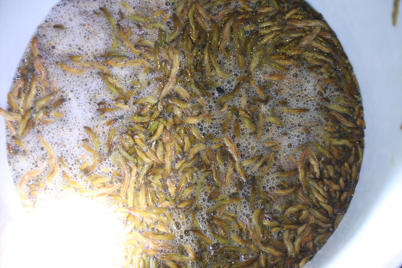 “Chiến lợi phẩm” sau một đêm dài lao động