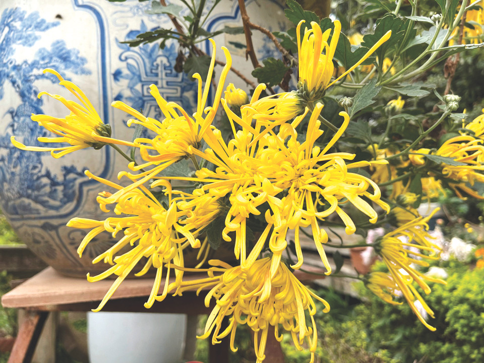 Loài hoa cúc quý hiếm Móng Rồng vàng