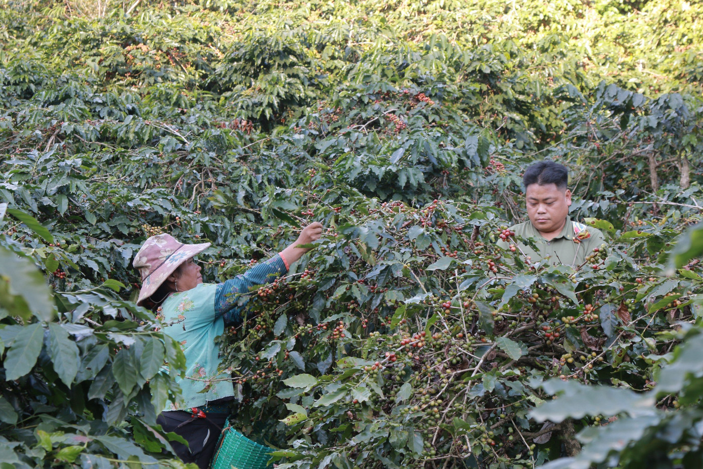 Đồng bào dân tộc Mường Ảng lựa chọn thu hái những hạt cà phê chín mọng.