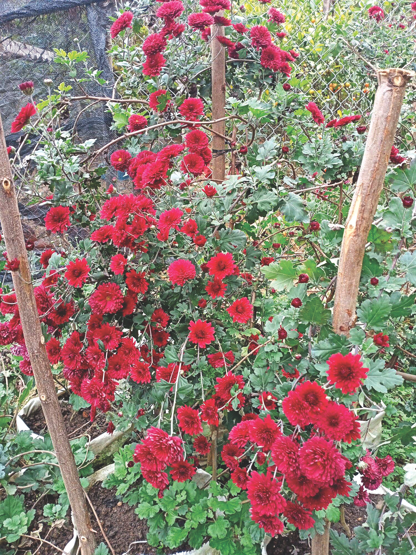 Cúc cổ Sơn La được dân trồng ở hàng rào