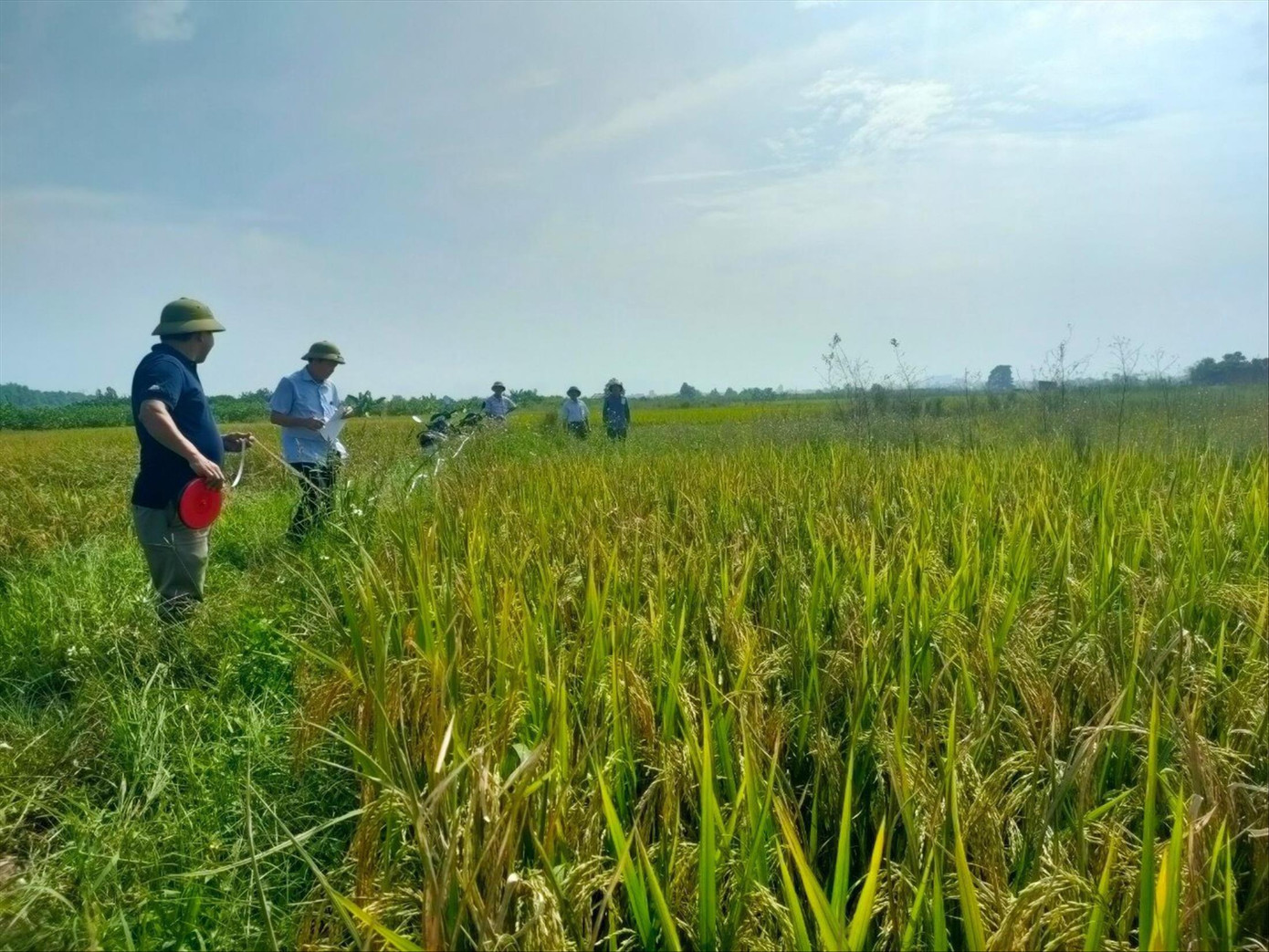 Luật Đất đai sửa đổi bổ sung nhiều quy định mới về sử dụng đất nông nghiệp theo hướng phát triển nông nghiệp tập trung, áp dụng công nghệ cao. Ảnh: TH
