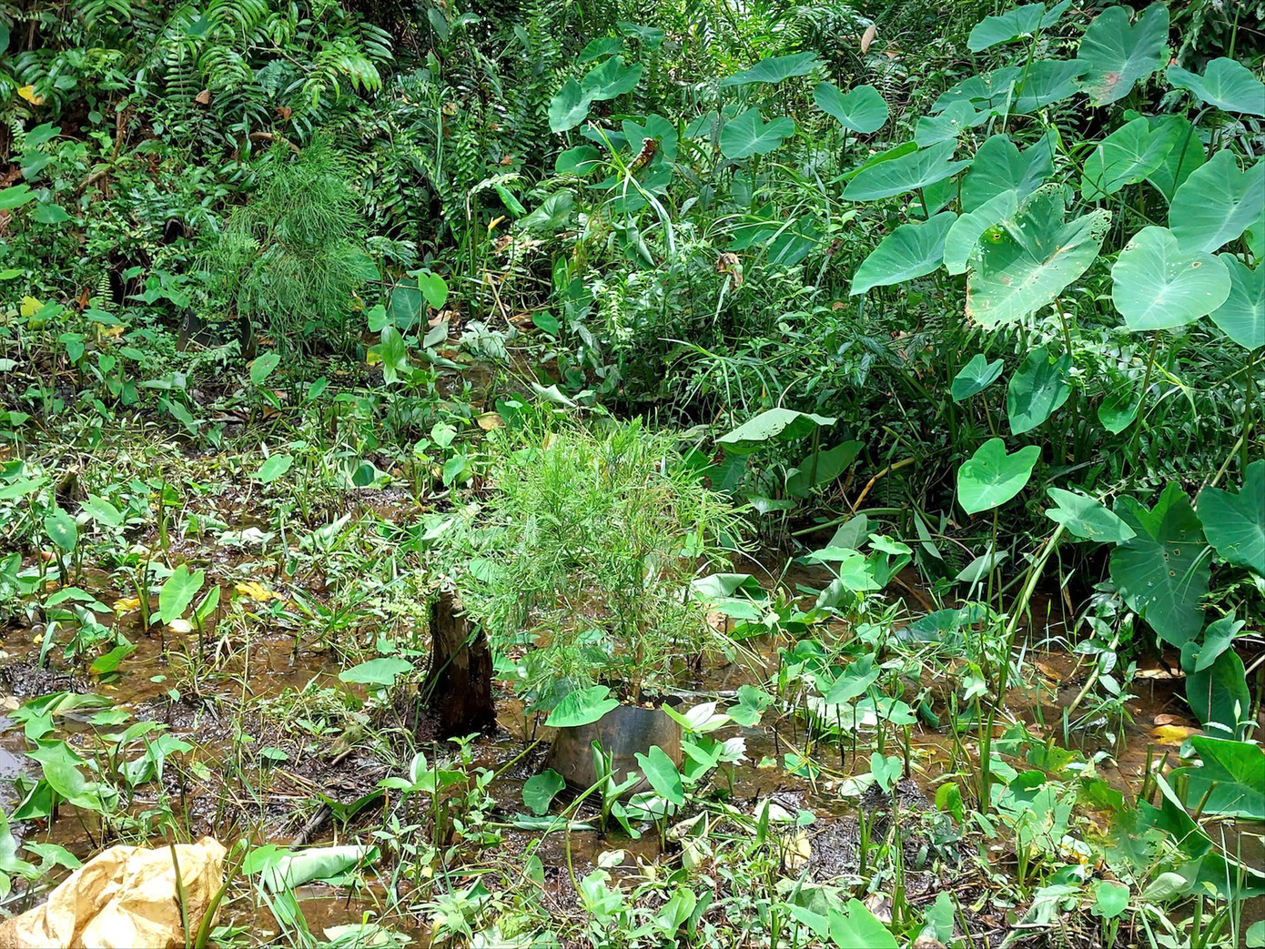 Những cây thủy tùng nhân giống bằng các phương pháp này đang phát triển tốt