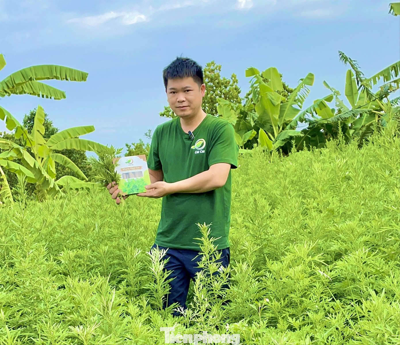 Mô hình khởi nghiệp từ cây ngải cứu giúp anh Kỹ thu về hàng tỷ đồng mỗi năm