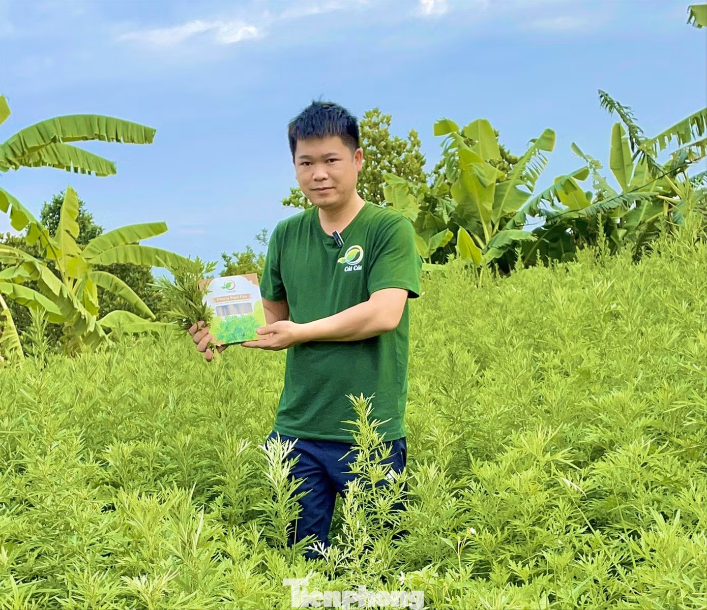 Mô hình khởi nghiệp từ cây ngải cứu giúp anh Kỹ thu về hàng tỷ đồng mỗi năm