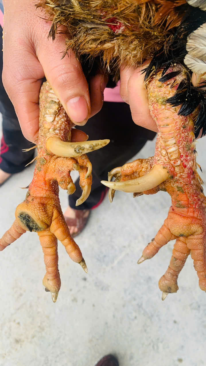 Loại gà đặc sản đất Tổ chưa đến Tết đã hết hàng Loại gà đặc sản đất Tổ chưa đến Tết đã hết hàng