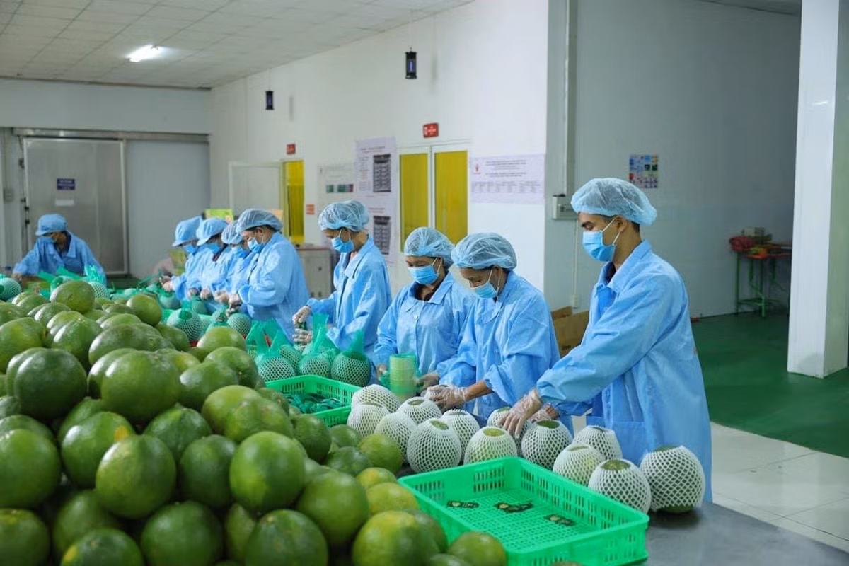 Xuất khẩu rau quả trong 9 tháng đạt mức 5,7 tỷ USD, bằng cả mức kỷ lục năm ngoái. Ảnh: N.Tùng Xuất khẩu rau quả trong 9 tháng đạt mức 5,7 tỷ USD, bằng cả mức kỷ lục năm ngoái. Ảnh: N.Tùng