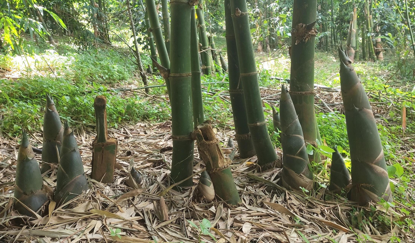 Vườn tre bốn mùa của gia đình bà Sang. Vườn tre bốn mùa của gia đình bà Sang.