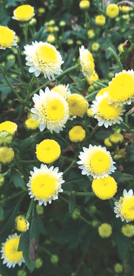 Hoa cúc Đinh Hương