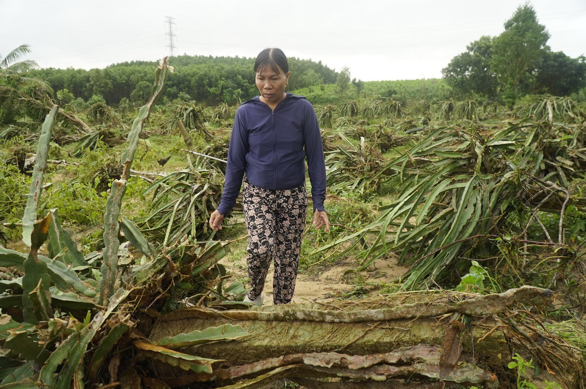 Những gốc thanh long bị gãy đổ. Ảnh: Hạnh Phúc