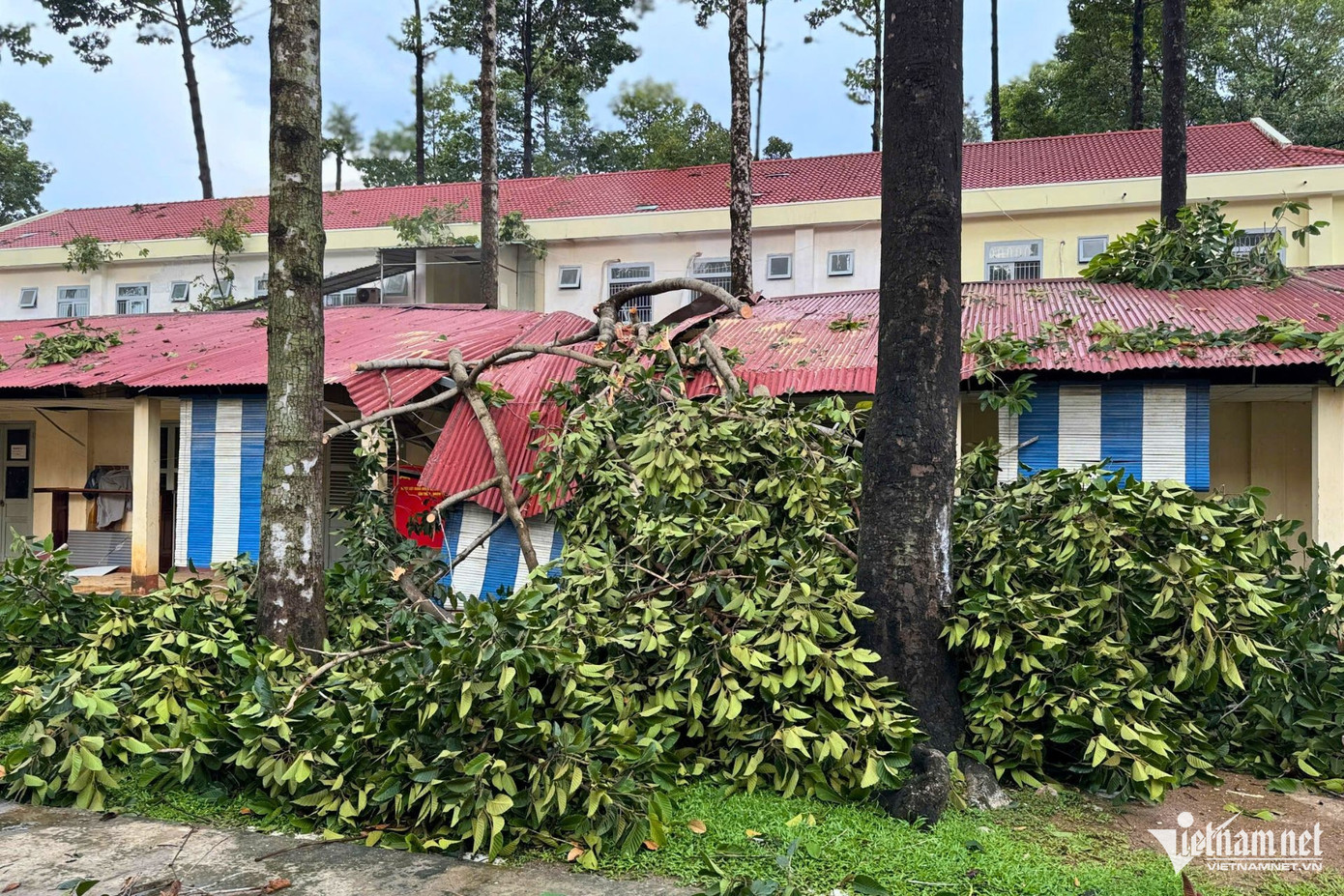 Ghi nhận của PV VietNamNet, trên đường Nguyễn Ái Quốc (phường Tân Phong) một cây xanh với chiều cao hơn 10m bật gốc, đổ ngang đè lên ít nhất 4 xe máy trên vỉa hè.