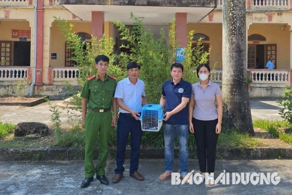 Lực lượng Công an xã Cao Thắng bàn giao cá thể cu li cho Trung tâm Cứu hộ, bảo tồn và phát triển sinh vật, Vườn Quốc gia Cúc Phương (ảnh cơ sở cung cấp)