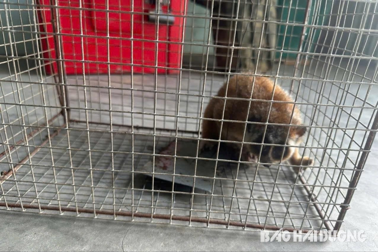 Cá thể cu li quý hiếm do anh Nguyễn Văn B. ở xã Cao Thắng phát hiện trong vườn nhà (ảnh cơ sở cung cấp)