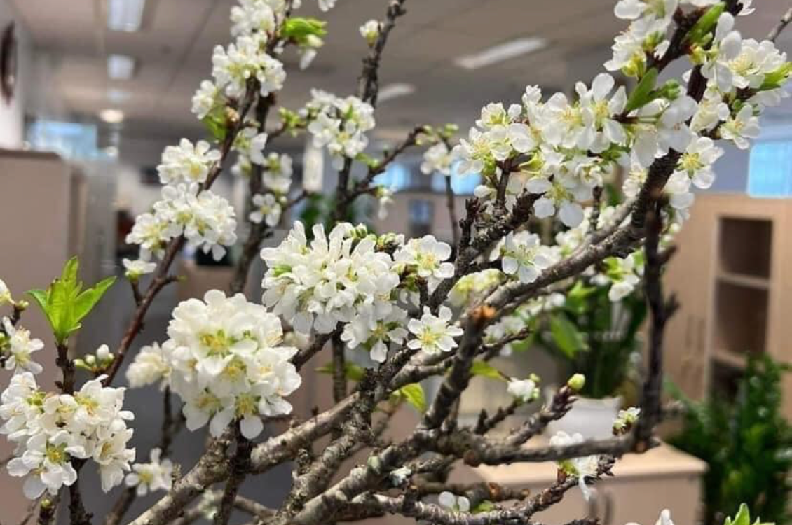 Thú chơi hoa mận ngày càng phổ biến ở Hà Nội. Ảnh: NVCC Thú chơi hoa mận ngày càng phổ biến ở Hà Nội. Ảnh: NVCC