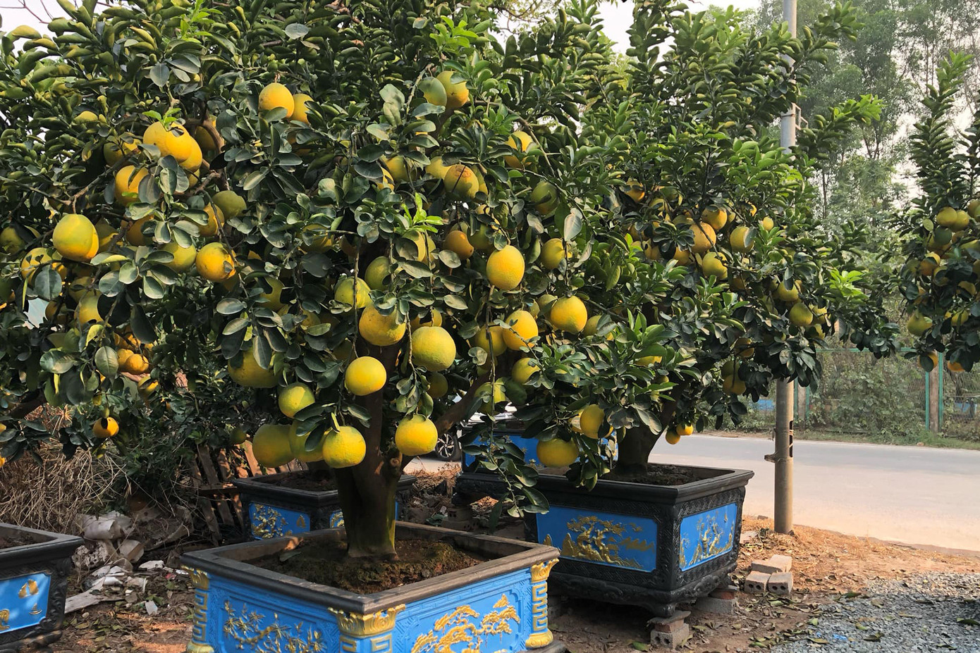 Những chậu bưởi cảnh đã sẵn sàng chờ khách. Ảnh: Ngọc Cương