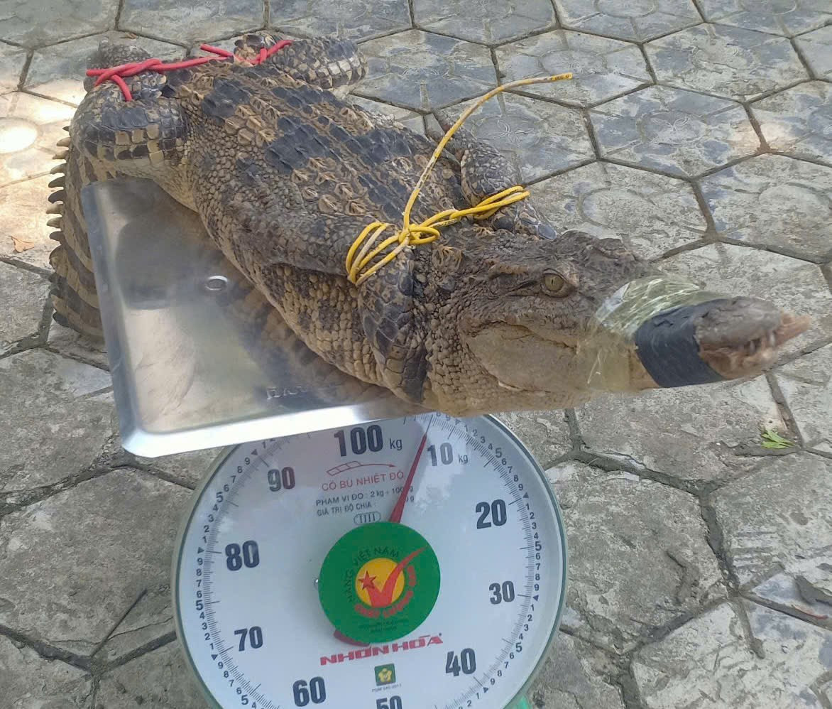 Cá thể cá sấu dài 1,2 m nặng 7,5 kg và chưa xác định được nguồn gốc xuất xứ.