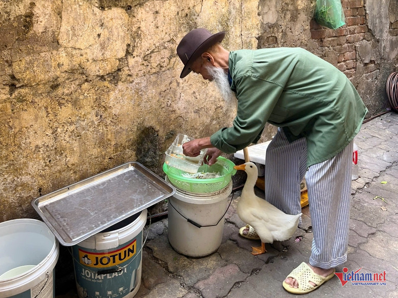 Ông Quang nuôi chú vịt từ khi nó vừa mới nở