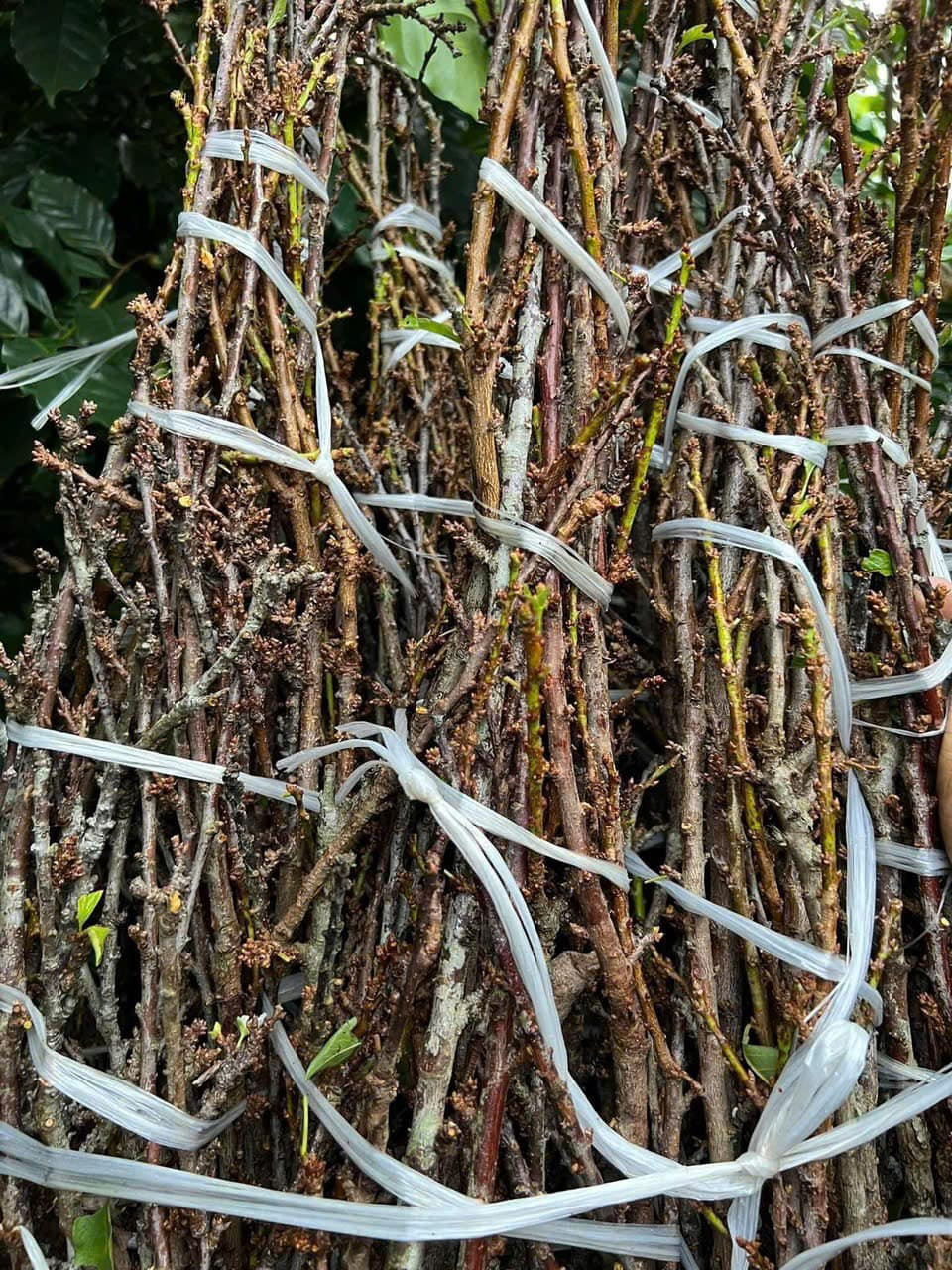 Dịp cận Tết Ất Tỵ, hoa mận được rao bán la liệt với giá chỉ 5.000 đồng/cành. Ảnh: NVCC Dịp cận Tết Ất Tỵ, hoa mận được rao bán la liệt với giá chỉ 5.000 đồng/cành. Ảnh: NVCC