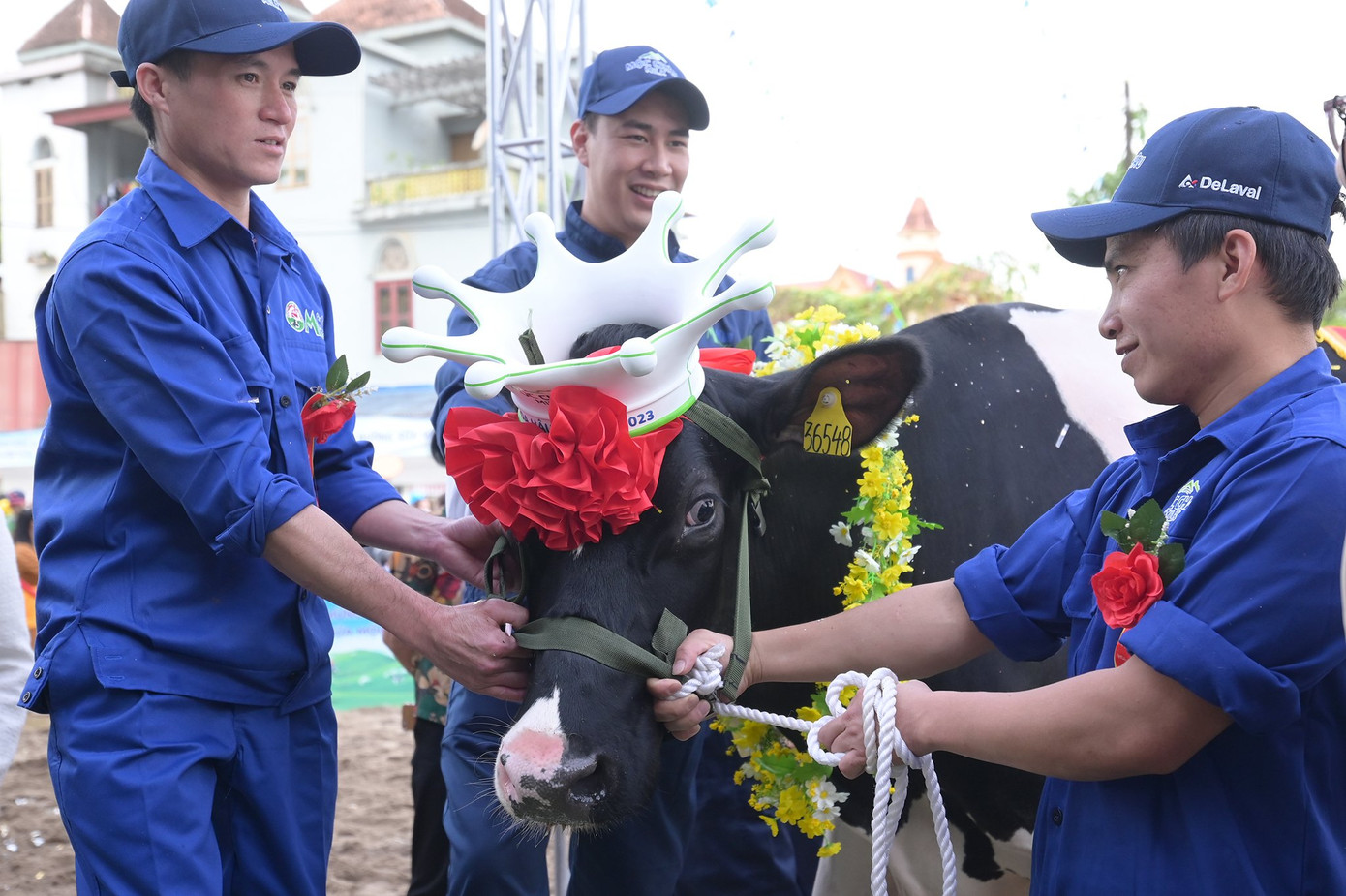 Hoa hậu Hội thi thuộc về "cô” bò mang số hiệu HF36548 được nuôi tại chủ hộ Phạm Thị Nhuần