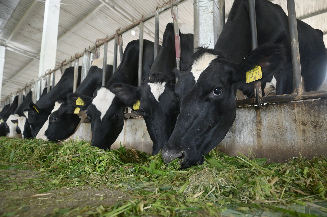 Mộc Châu - vùng đất được thiên nhiên ưu ái điều kiện khí hậu và địa thế tuyệt vời, phù hợp với chăn nuôi bò sữa
