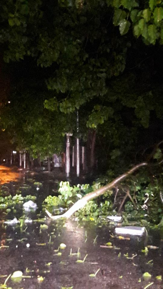 NÓNG: Bão số 2 đổ bộ Nghệ An - Hà Tĩnh, cây cối đổ ngổn ngang ảnh 3