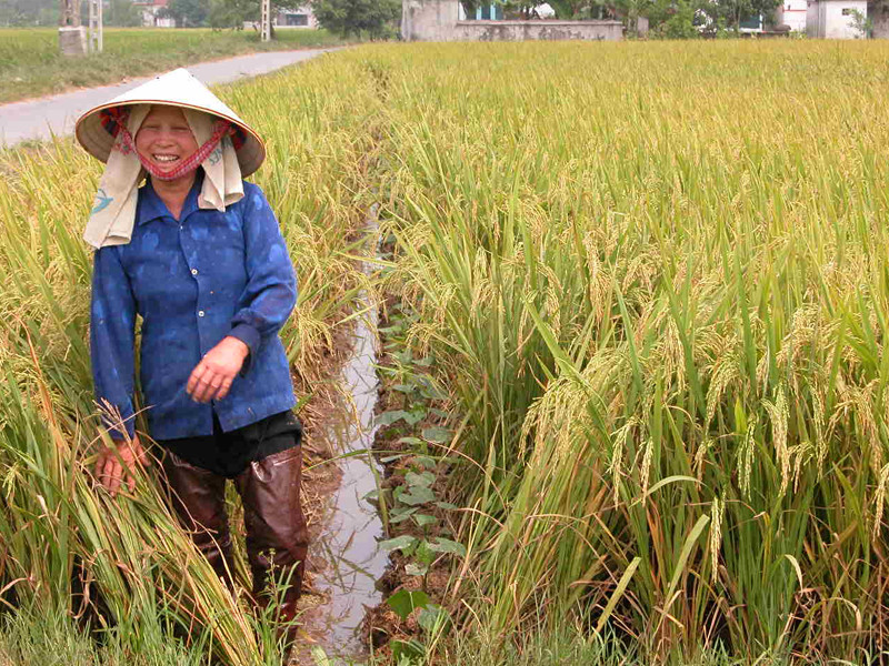 Cần đảm bảo nông dân trồng lúa có lãi 30% Ảnh: H.T. Cần đảm bảo nông dân trồng lúa có lãi 30% Ảnh: H.T