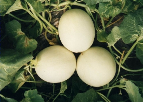 Mẹo chọn dưa ngon không lo ngộ độc ảnh 4