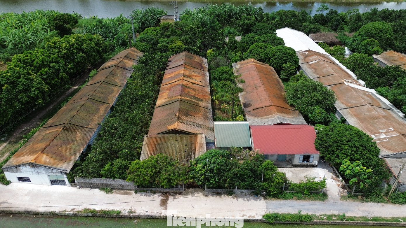 Một trang chăn nuôi lợn tại xã Hưng Công nằm bên cạnh sông Châu Giang