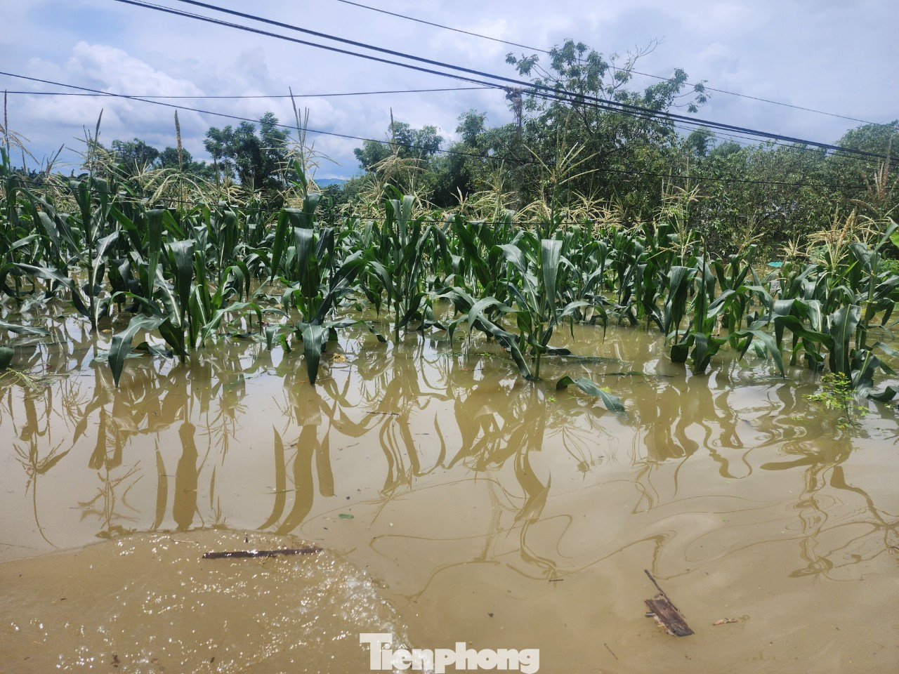 Mưa lũ cũng làm hơn 3.000 ha lúa, hoa màu và 1.648 ha thủy sản tại huyện Chương Mỹ bị ngập.