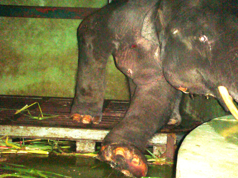 Chân phải (nhìn từ phía trước) bị hoại tử và chân trái bị co cứng, hầu như không cử động được, là câu hỏi cần được giải đáp