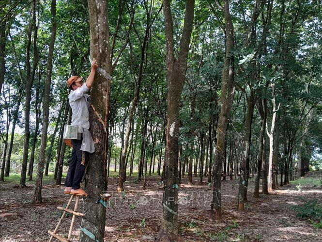 Người dân bán mủ cao su tại xã Phú Văn, huyện Bù Gia Mập. (Ảnh: K GỬIH/TTXVN)