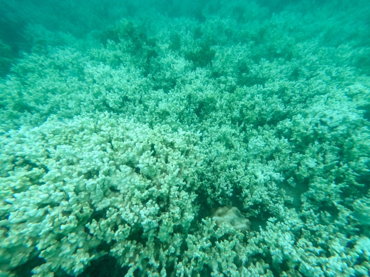 Dự kiến, ngành chức năng sẽ phục hồi san hô sau tháng 9 (Ảnh: Vườn QGCĐ) Dự kiến, ngành chức năng sẽ phục hồi san hô sau tháng 9 (Ảnh: Vườn QGCĐ)