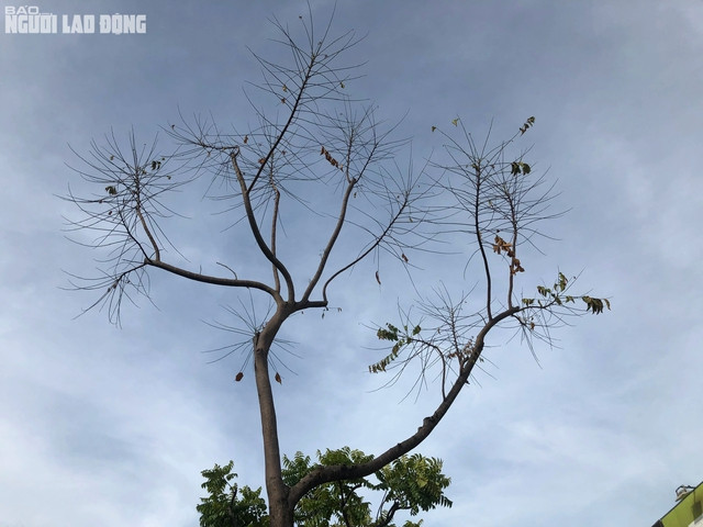 Nguyên nhân dẫn đến tình trạng cây bị khô héo là do nắng nóng gây sốc nhiệt cho cây