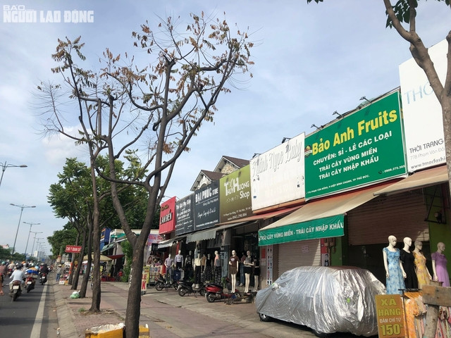 Cây lát hoa trồng trên đường Phạm Văn Đồng bị khô héo