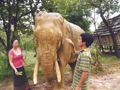 Voi Păc Kú sau khi bị truy sát với hàng trăm vết chém