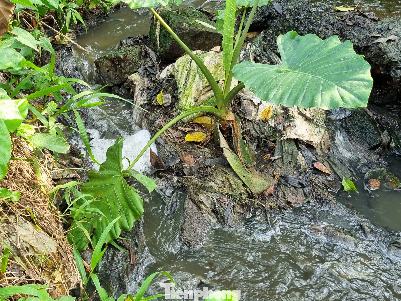 "Vì sức khỏe cộng đồng, chúng tôi đã nhiều lần đề nghị với chính quyền địa phương có hướng khắc phục, nhưng vẫn không được giải quyết, nguồn nước ngày càng ô nhiễm. Nếu không có hướng khắc phục chắc chỉ một thời gian ngắn nữa chúng tôi đành phải bỏ hoang ruộng đất đi biết xứ kiếm ăn", ông Đạt nói.