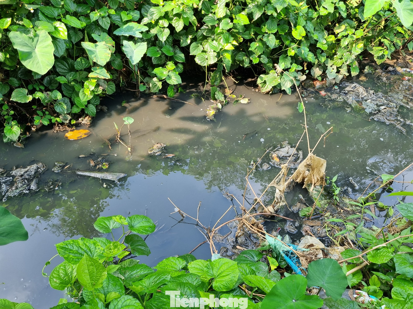 Ông Ngô Văn Tuấn, Trưởng thôn 7, xã Phú Cát cho biết, vào buổi sáng và chiều tối, đơn vị này rửa chuồng trại, nước thải lại ào ào chảy ra suối, gây ô nhiễm kéo dài 3km dọc con suối. Vào mùa khô, ít mưa, nước suối đen ngòm, đặc quánh, hôi thối, rất khó chịu.