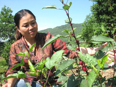 Chị Thủy giới thiệu về tính năng của loài hoa Hibiscus. Chị Thủy giới thiệu về tính năng của loài hoa Hibiscus