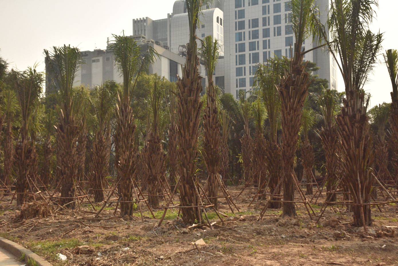 Cây xanh mới trồng trong công viên.