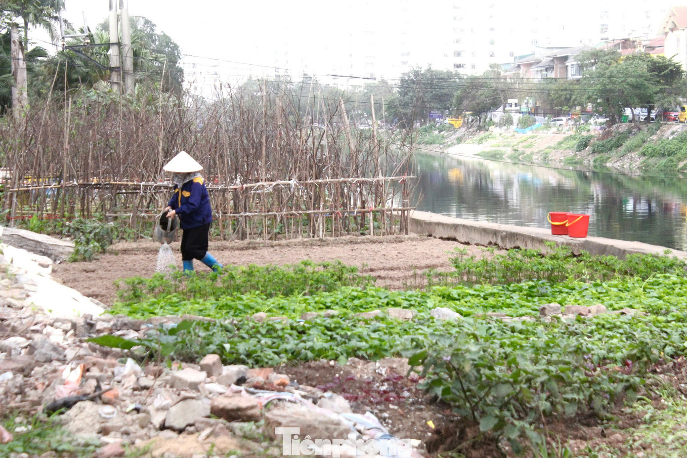 Theo một số chuyên gia, việc sử dụng nước sông Tô Lịch để tưới rau đồng nghĩa với việc "tẩm độc" vào từng ngọn rau, lá rau. Khi rau được tưới bằng nguồn nước này, các chất độc hại sẽ dễ dàng hấp thụ vào cây, tích tụ trong lá và thân.