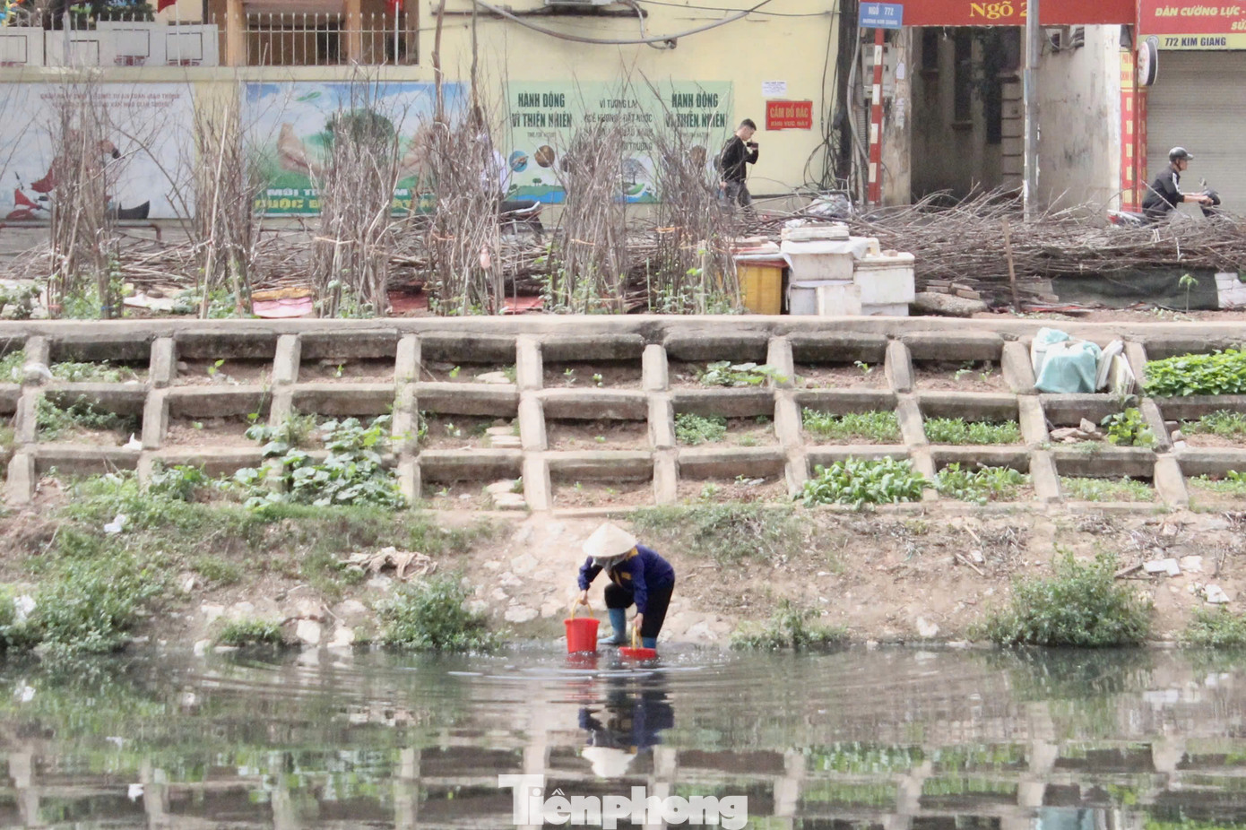 Dọc theo bờ sông Tô Lịch, có một số khu vực người dân tận dụng những ô đất ở bờ kè ven sông làm nơi trồng rau. Nước tưới rau được lấy từ sông Tô Lịch - dù rất ô nhiễm.