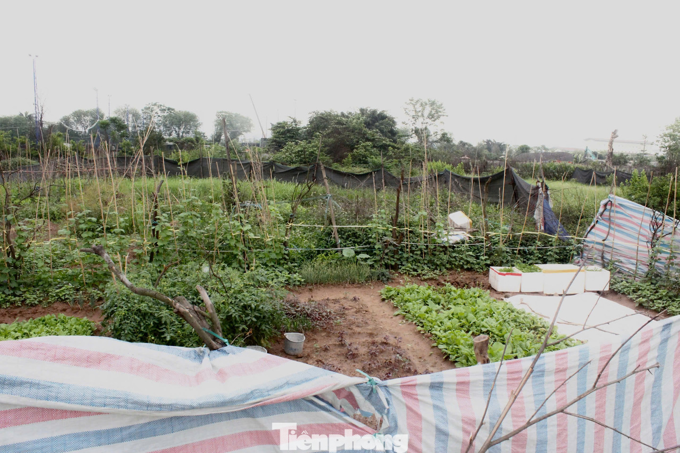 Do bỏ hoang lâu ngày, nhiều hộ dân đã tận dụng, vây rào đất trong công viên để trồng rau, hoa màu. Do bỏ hoang lâu ngày, nhiều hộ dân đã tận dụng, vây rào đất trong công viên để trồng rau, hoa màu.