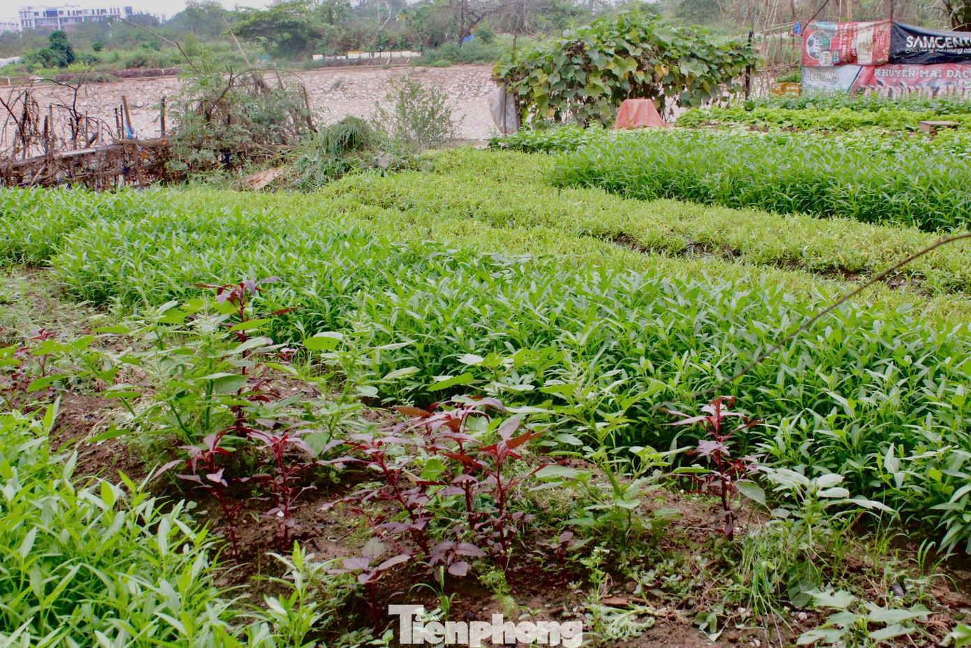 Do bỏ hoang lâu ngày, nhiều hộ dân đã tận dụng, vây rào đất trong công viên để trồng rau, hoa màu. Do bỏ hoang lâu ngày, nhiều hộ dân đã tận dụng, vây rào đất trong công viên để trồng rau, hoa màu.