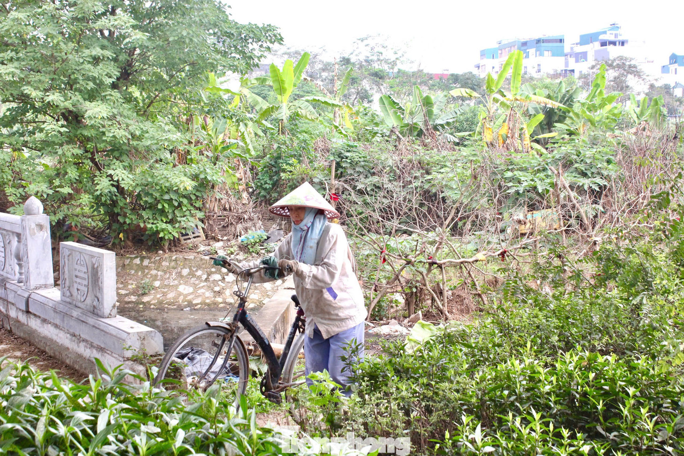 Do bỏ hoang lâu ngày, nhiều hộ dân đã tận dụng, vây rào đất trong công viên để trồng rau, hoa màu. Do bỏ hoang lâu ngày, nhiều hộ dân đã tận dụng, vây rào đất trong công viên để trồng rau, hoa màu.