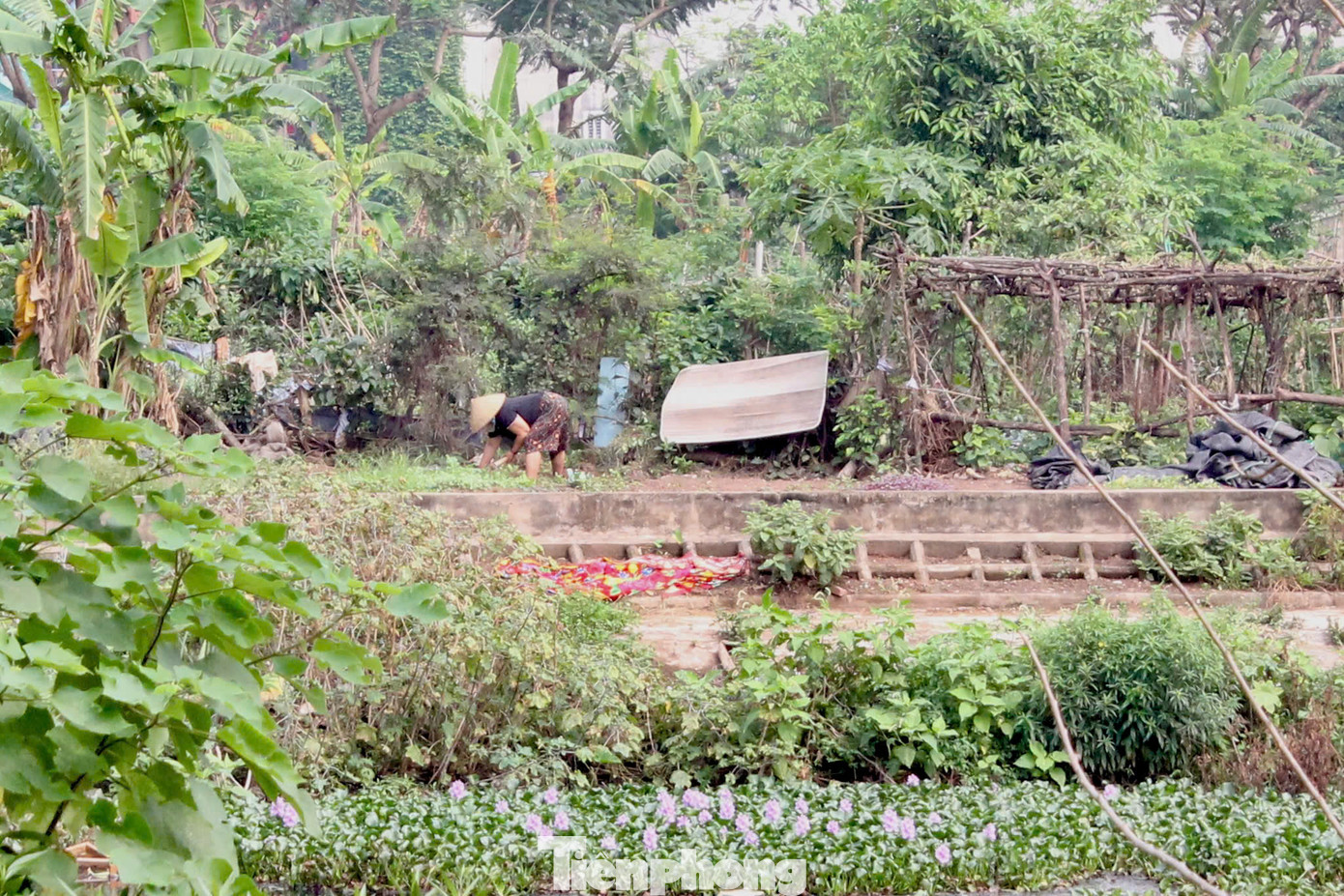 Do bỏ hoang lâu ngày, nhiều hộ dân đã tận dụng, vây rào đất trong công viên để trồng rau, hoa màu. Do bỏ hoang lâu ngày, nhiều hộ dân đã tận dụng, vây rào đất trong công viên để trồng rau, hoa màu.