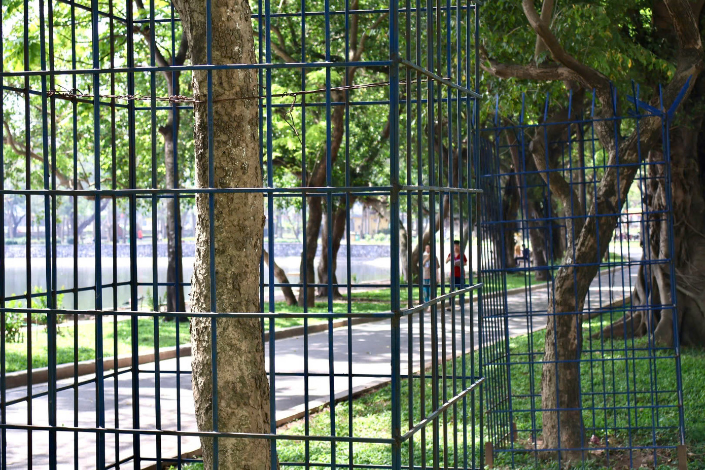 Có cây xanh được hàn kín bằng lồng sắt khá rộng, trong khi có những cây được rào sắt bó sát vào thân.